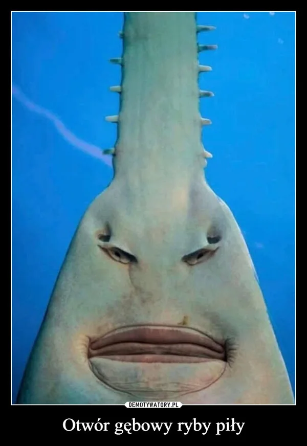 
    Otwór gębowy ryby piły