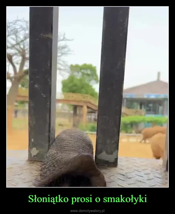 
    Słoniątko prosi o smakołyki