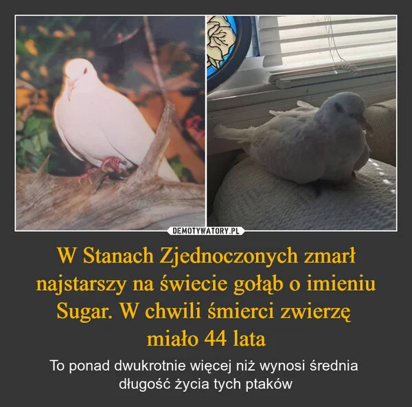
    W Stanach Zjednoczonych zmarł najstarszy na świecie gołąb o imieniu Sugar. W chwili śmierci zwierzę miało 44 lata