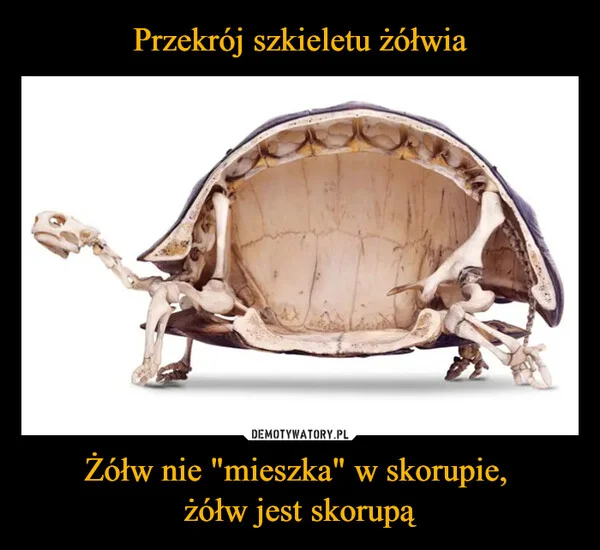 Przekrój szkieletu żółwia Żółw nie 