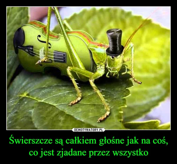 
    Świerszcze są całkiem głośne jak na coś, co jest zjadane przez wszystko