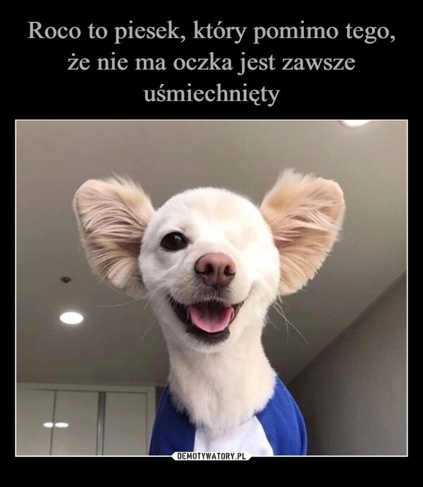 
    Roco to piesek, który pomimo tego, że nie ma oczka jest zawsze uśmiechnięty