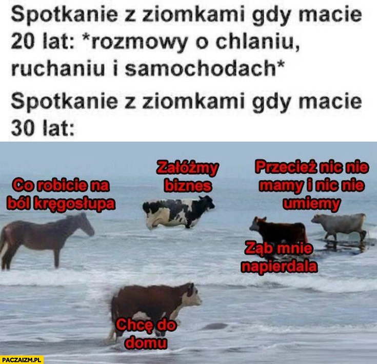 
    Spotkanie z ziomkami gdy macie 30 lat krowy: chcę do domu, ząb mnie boli załóżmy biznes, co robicie na ból kręgosłupa