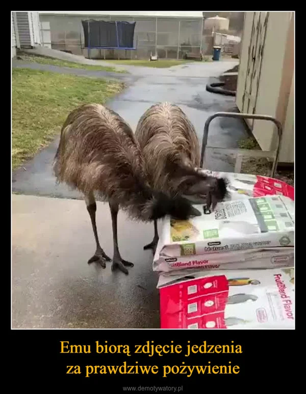 
    Emu biorą zdjęcie jedzenia za prawdziwe pożywienie