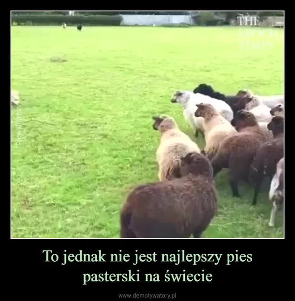 
    To jednak nie jest najlepszy pies pasterski na świecie