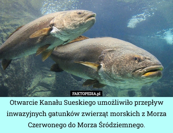 
    Otwarcie Kanału Sueskiego umożliwiło przepływ inwazyjnych gatunków zwierząt