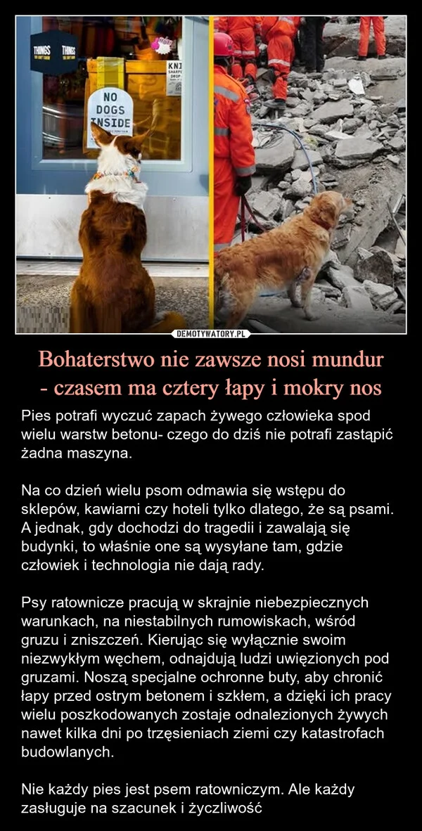 
    Bohaterstwo nie zawsze nosi mundur - czasem ma cztery łapy i mokry nos