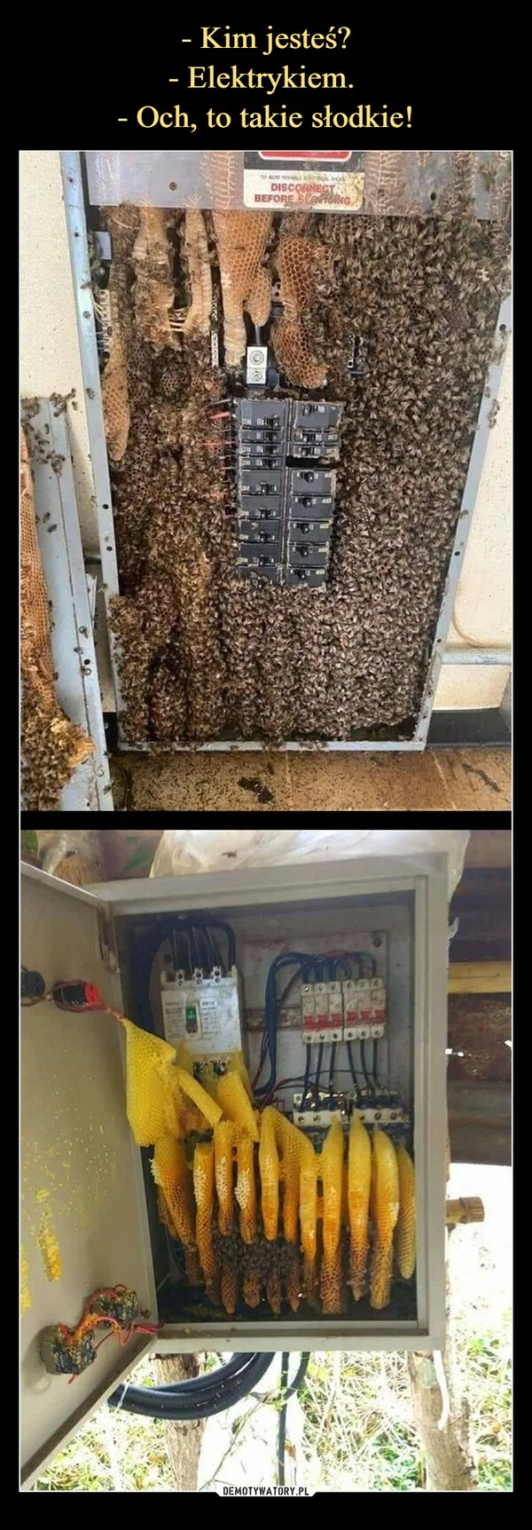
    - Kim jesteś? - Elektrykiem. - Och, to takie słodkie!