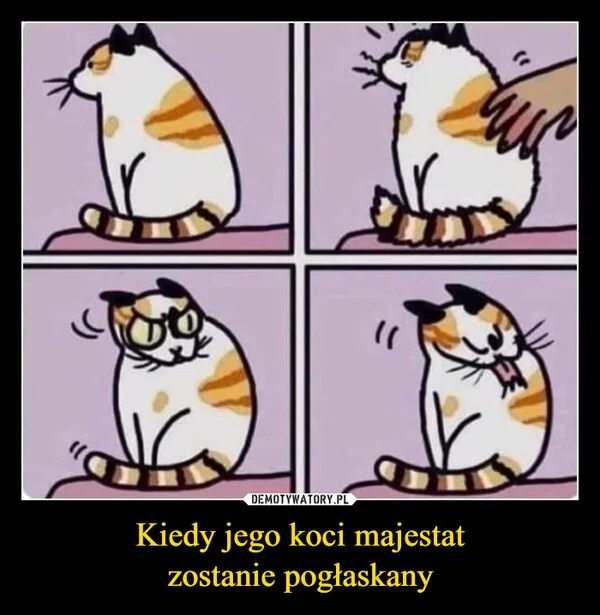 
    Kiedy jego koci majestat zostanie pogłaskany