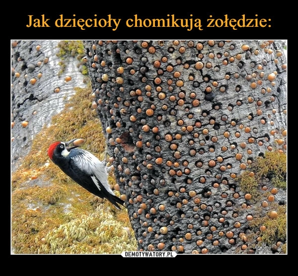 
    Jak dzięcioły chomikują żołędzie: