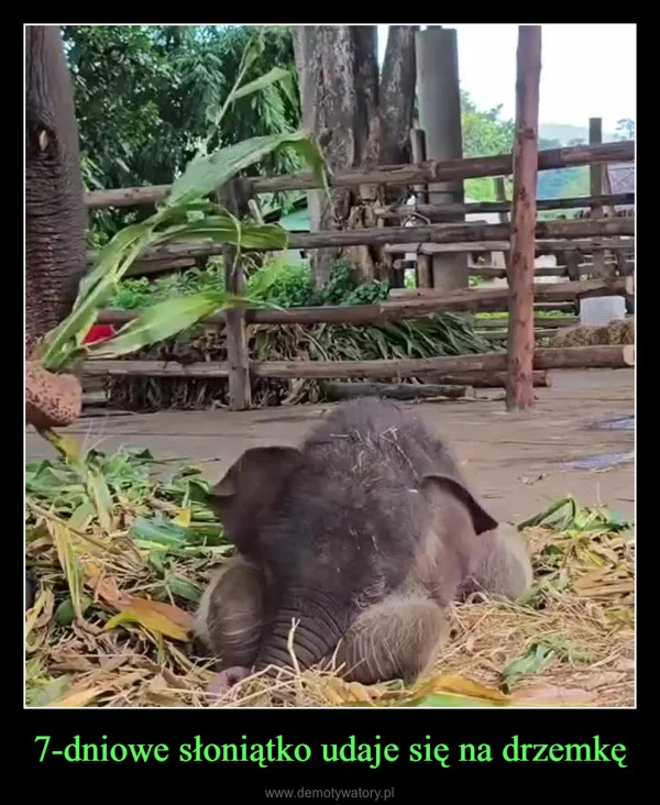 
    7-dniowe słoniątko udaje się na drzemkę