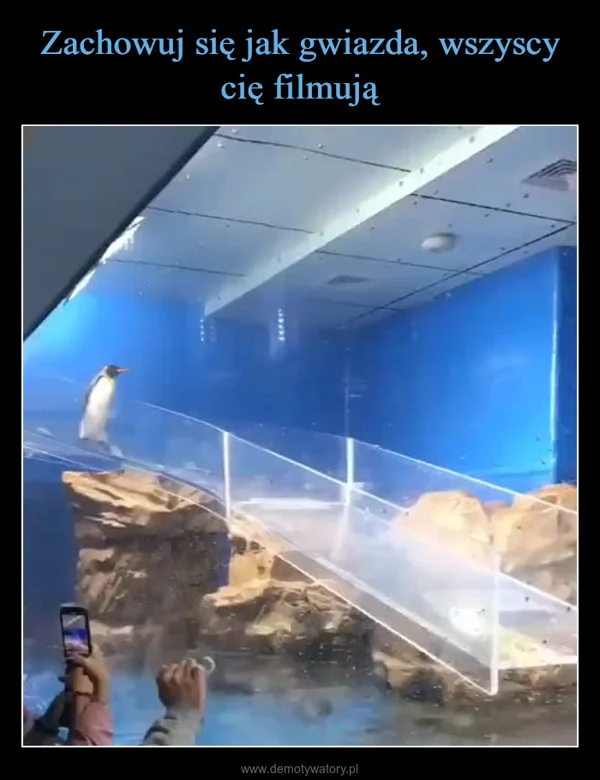 
    Zachowuj się jak gwiazda, wszyscy cię filmują