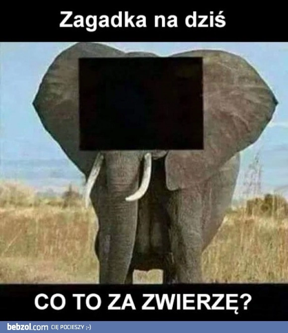 
    Zagadka na dziś