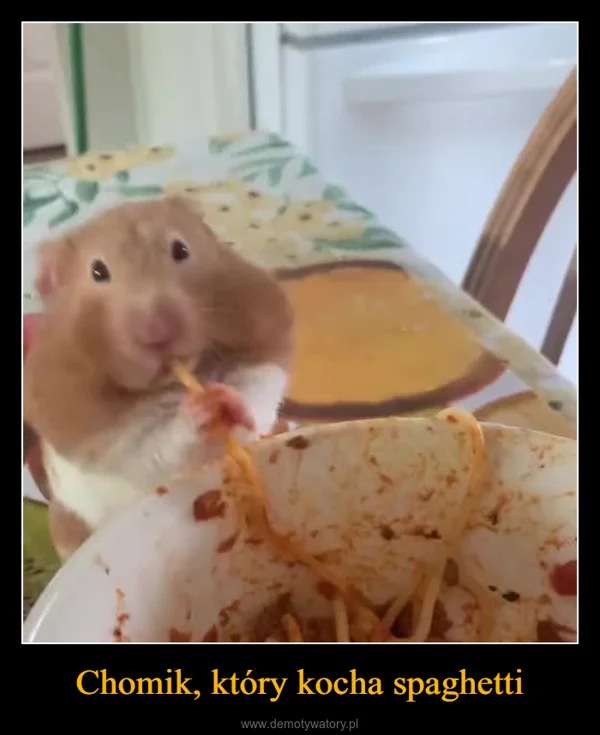 
    Chomik, który kocha spaghetti
