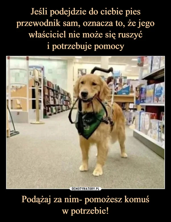 
    Jeśli podejdzie do ciebie pies przewodnik sam, oznacza to, że jego właściciel nie może się ruszyć i potrzebuje pomocy Podążaj za nim- pomożesz komuś w potrzebie!