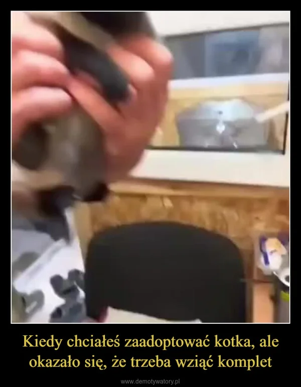 
    Kiedy chciałeś zaadoptować kotka, ale okazało się, że trzeba wziąć komplet