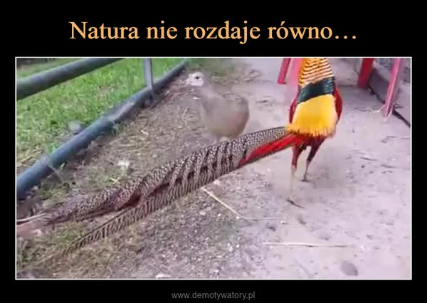
    Natura nie rozdaje równo…