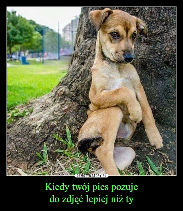 
    Kiedy twój pies pozuje
do zdjęć lepiej niż ty