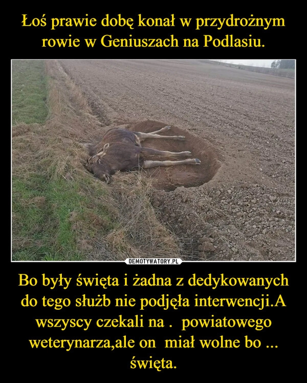 
    Łoś prawie dobę konał w przydrożnym rowie w Geniuszach na Podlasiu. Bo były święta i żadna z dedykowanych do tego służb nie podjęła interwencji.A wszyscy czekali na .  powiatowego weterynarza,ale on  miał wolne bo ... święta.