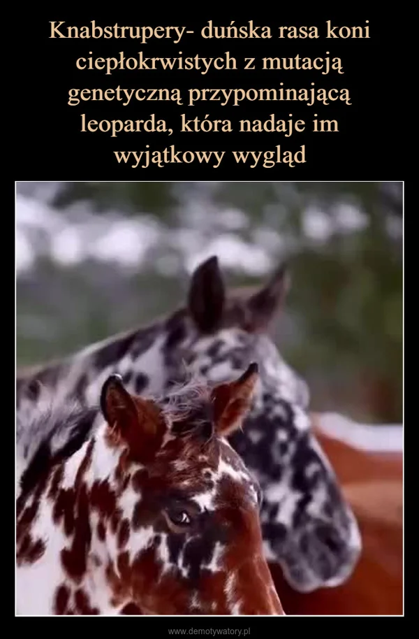 
    Knabstrupery- duńska rasa koni ciepłokrwistych z mutacją genetyczną przypominającą leoparda, która nadaje im wyjątkowy wygląd