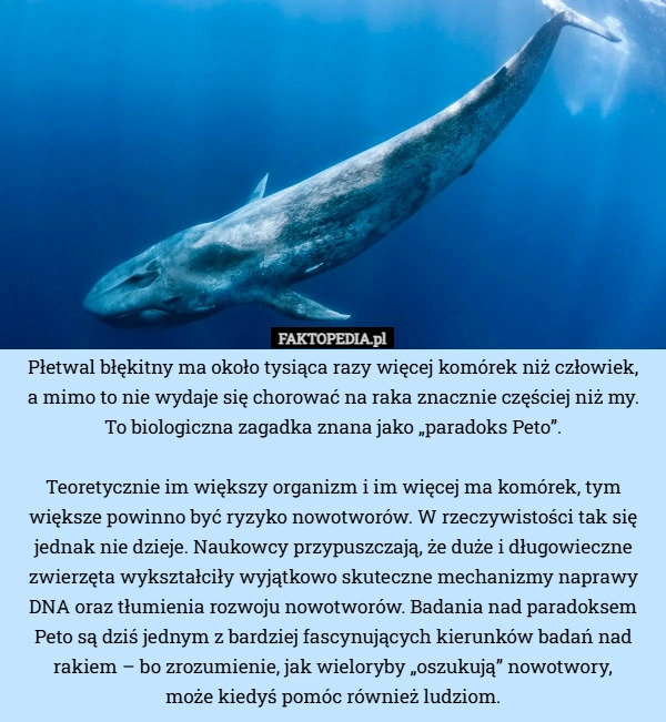 
    Płetwal błękitny ma około tysiąca razy więcej komórek niż człowiek, a mimo...