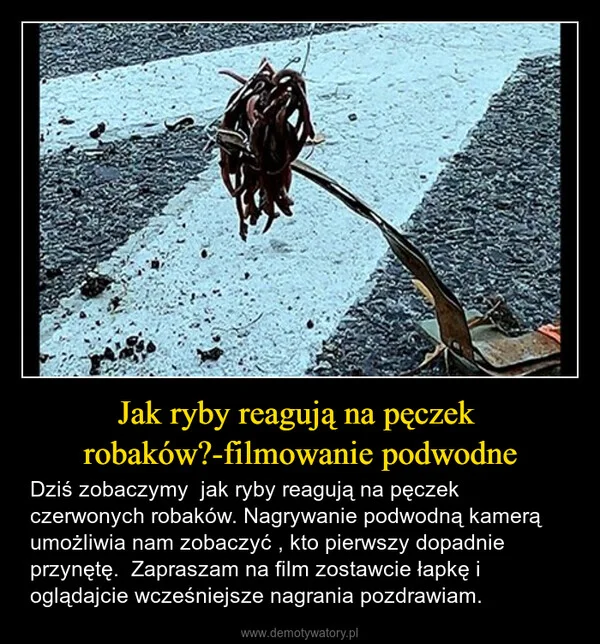 
    Jak ryby reagują na pęczek robaków?-filmowanie podwodne