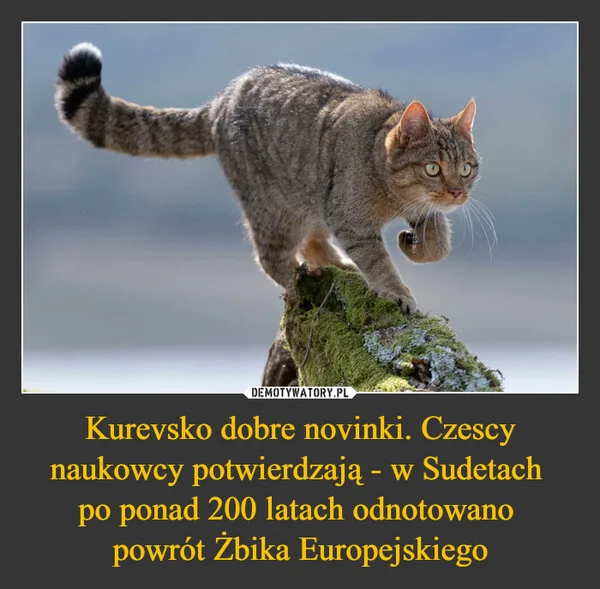 
    Kurevsko dobre novinki. Czescy naukowcy potwierdzają - w Sudetach po ponad 200 latach odnotowano powrót Żbika Europejskiego