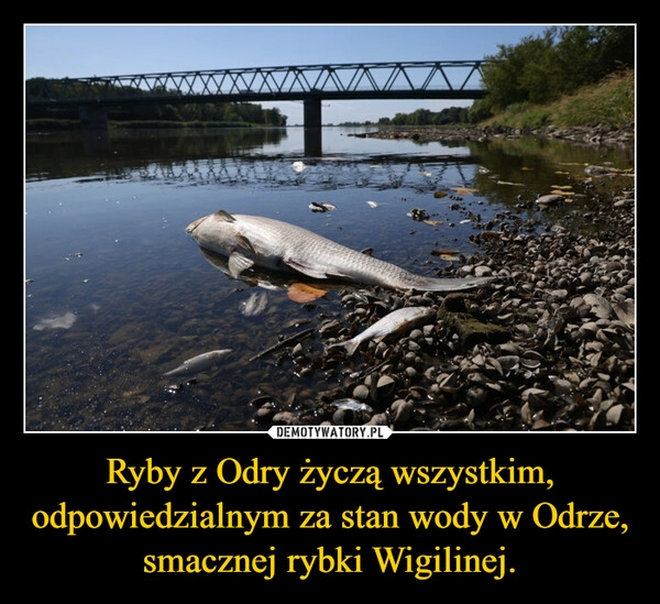 
    
Ryby z Odry życzą wszystkim, odpowiedzialnym za stan wody w Odrze, smacznej rybki Wigilinej. 