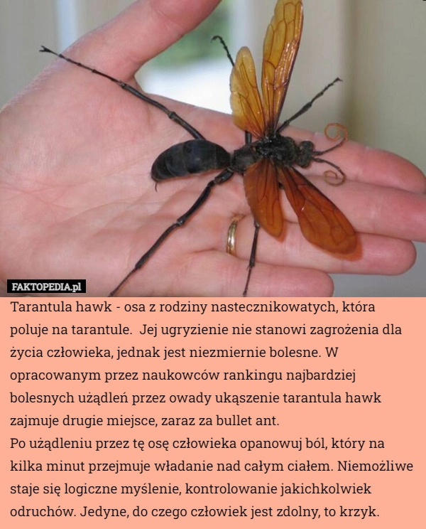 
    Tarantula hawk - osa z rodziny nastecznikowatych, która poluje na tarantule.