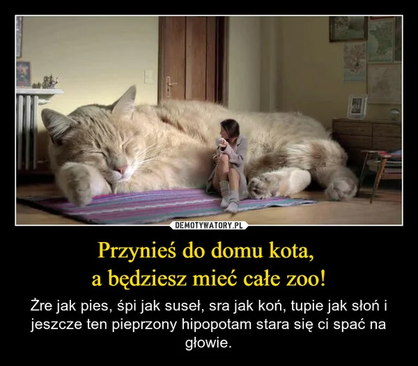 
    Przynieś do domu kota, a będziesz mieć całe zoo!