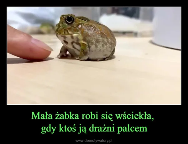 
    Mała żabka robi się wściekła, gdy ktoś ją drażni palcem