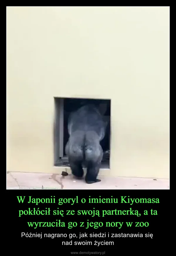 
    W Japonii goryl o imieniu Kiyomasa pokłócił się ze swoją partnerką, a ta wyrzuciła go z jego nory w zoo
