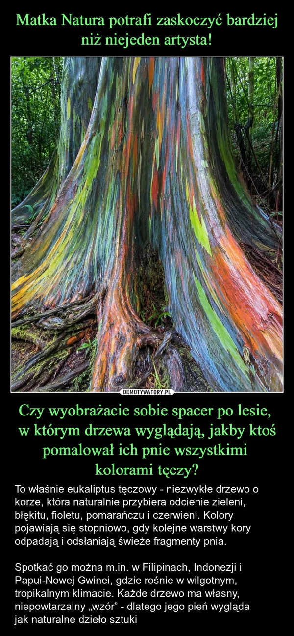 
    Matka Natura potrafi zaskoczyć bardziej niż niejeden artysta! Czy wyobrażacie sobie spacer po lesie, w którym drzewa wyglądają, jakby ktoś pomalował ich pnie wszystkimi kolorami tęczy?