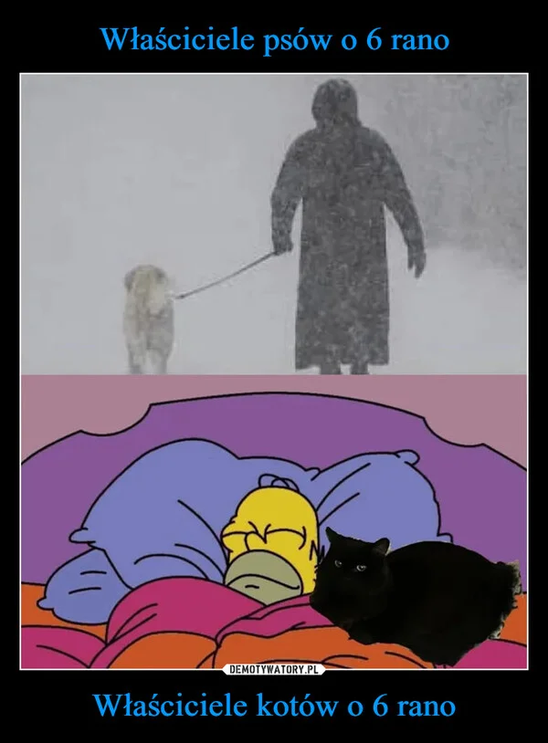 Właściciele psów o 6 rano Właściciele kotów o 6 rano