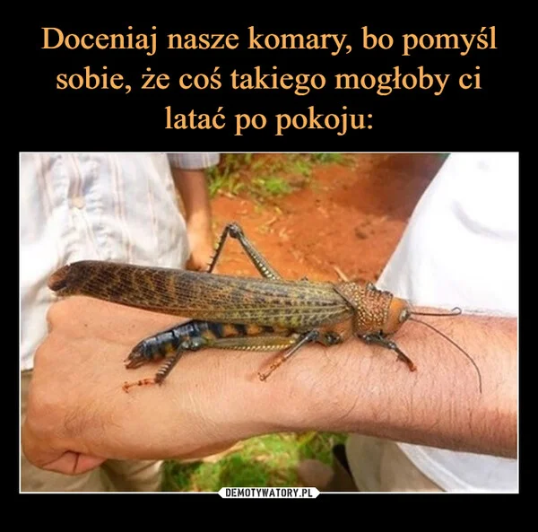 
    Doceniaj nasze komary, bo pomyśl sobie, że coś takiego mogłoby ci latać po pokoju:
