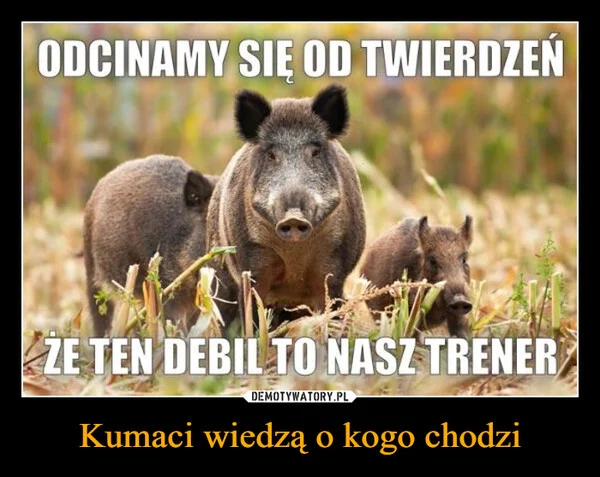 
    Kumaci wiedzą o kogo chodzi