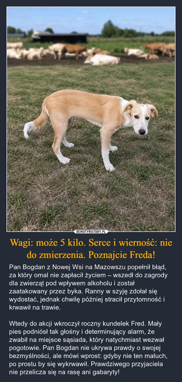 
    Wagi: może 5 kilo. Serce i wierność: nie do zmierzenia. Poznajcie Freda!