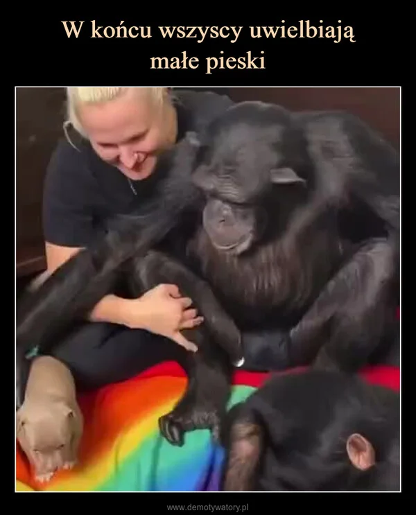 W końcu wszyscy uwielbiają małe pieski