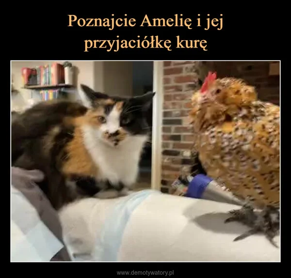 
    Poznajcie Amelię i jej przyjaciółkę kurę