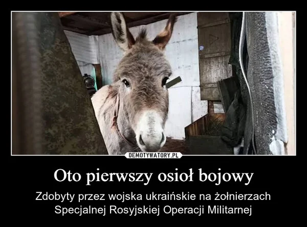 
    Oto pierwszy osioł bojowy