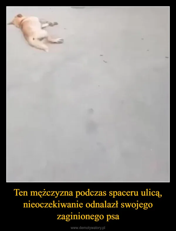 
    Ten mężczyzna podczas spaceru ulicą, nieoczekiwanie odnalazł swojego zaginionego psa