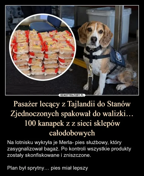 
    Pasażer lecący z Tajlandii do Stanów Zjednoczonych spakował do walizki… 100 kanapek z z sieci sklepów całodobowych