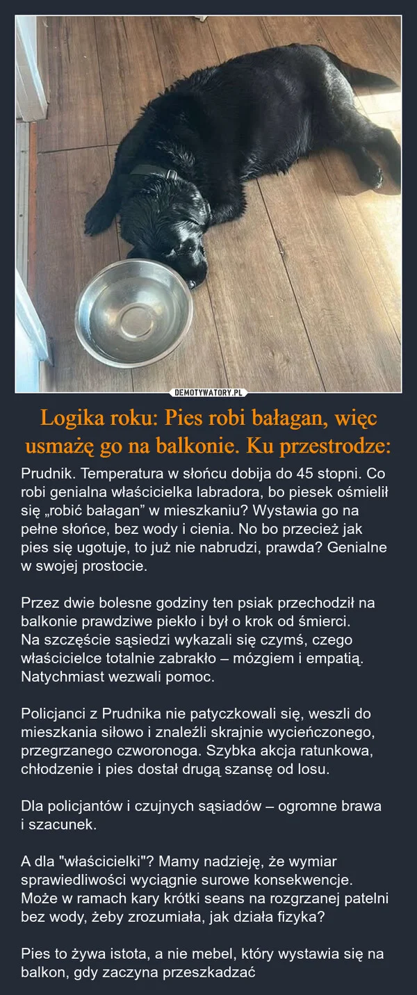 
    Logika roku: Pies robi bałagan, więc usmażę go na balkonie. Ku przestrodze: