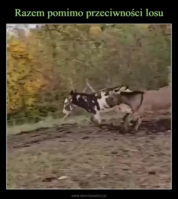 
    Razem pomimo przeciwności losu