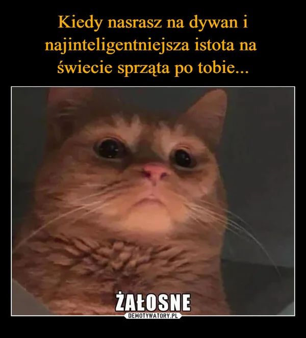 
    Kiedy nasrasz na dywan i najinteligentniejsza istota na świecie sprząta po tobie...