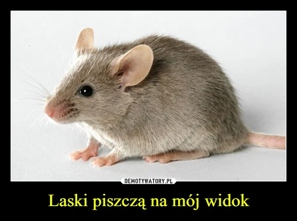 Laski piszczą na mój widok