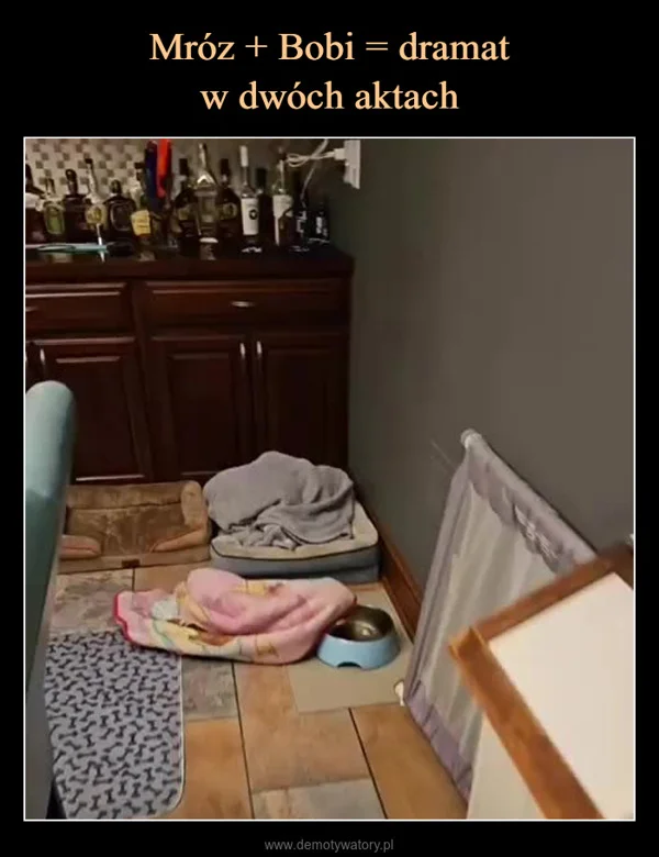 
    Mróz + Bobi = dramat w dwóch aktach