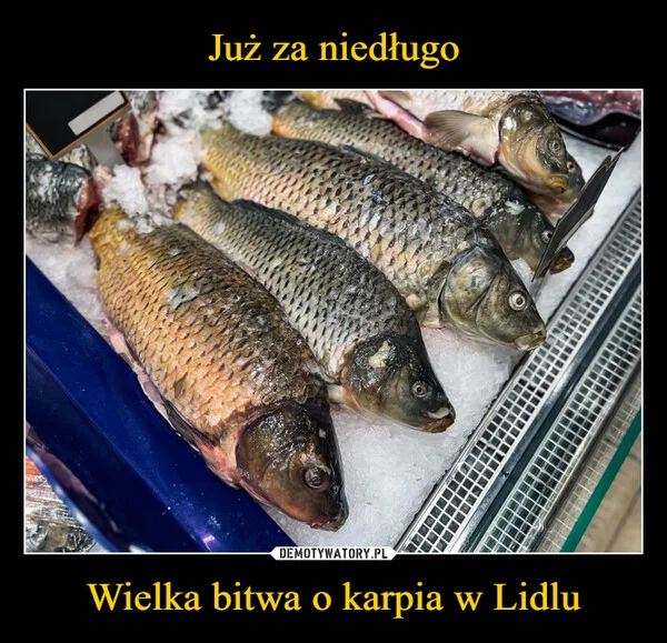 
    Już za niedługo Wielka bitwa o karpia w Lidlu