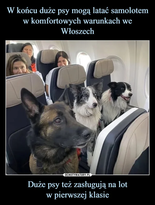 
    W końcu duże psy mogą latać samolotem w komfortowych warunkach we Włoszech Duże psy też zasługują na lot w pierwszej klasie