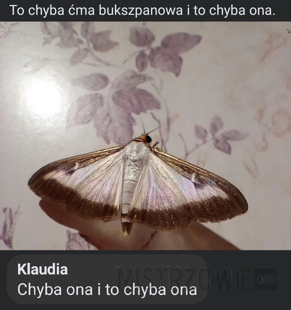 
    Chyba ćma